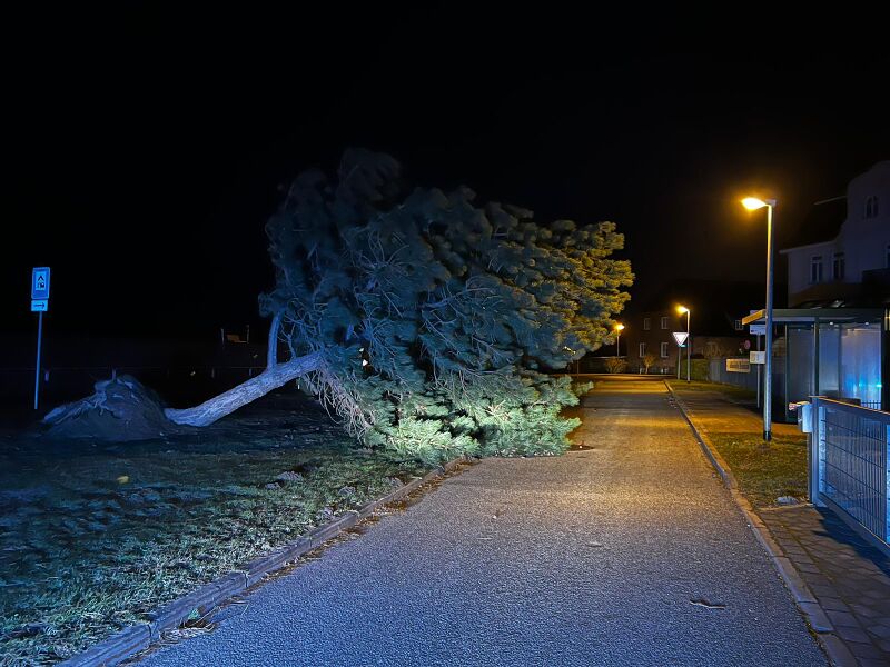 Datei:Börgerende-Rethwisch-12-23 Baum.jpg