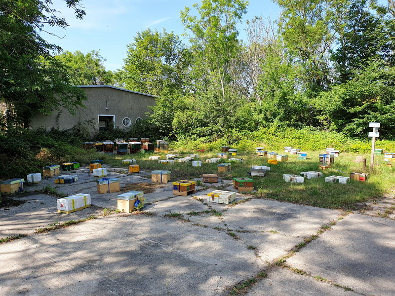 Datei:Greifswalder Oie Bienen.jpg