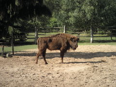 Wisent 5.JPG