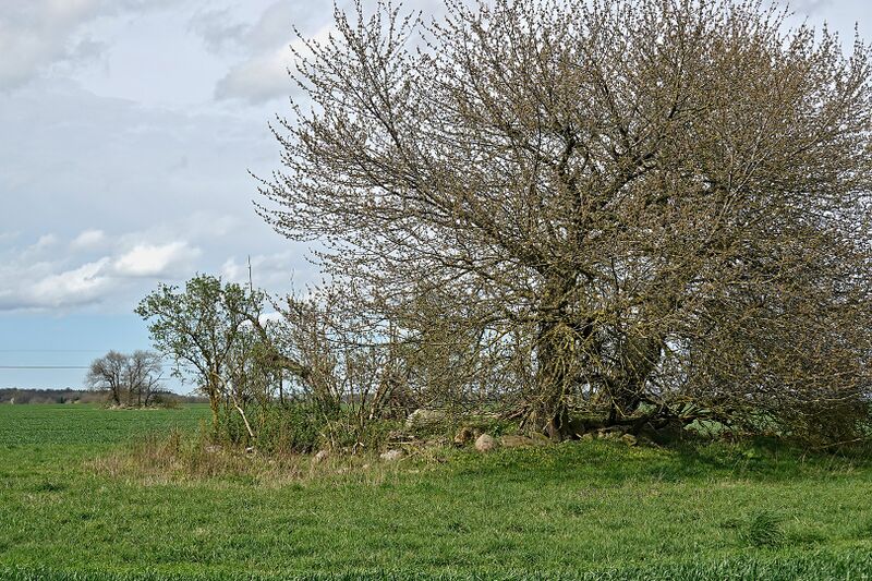 Datei:Hünengräber Groß Zastrow 6 1.jpg