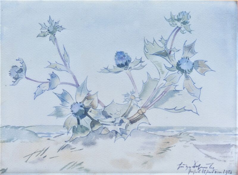 Datei:Scheele 1953 Stranddistel.jpg