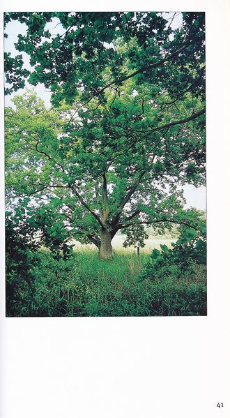 Datei:Rostocker Heide Meckl Landsch 41.jpg