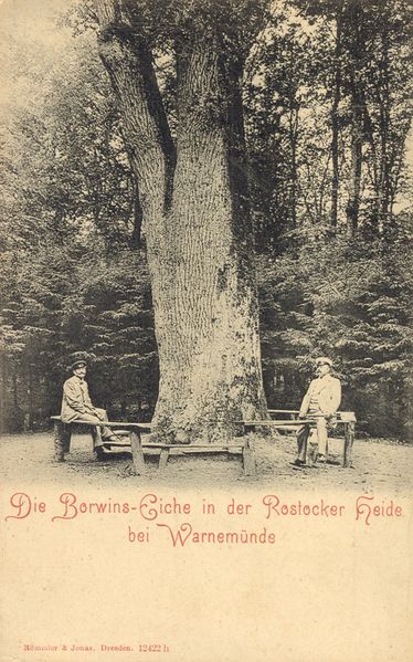 Datei:Borwinseiche 1920.jpg