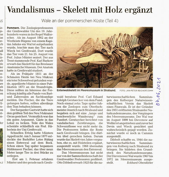 Datei:2021 Wale 5.jpg