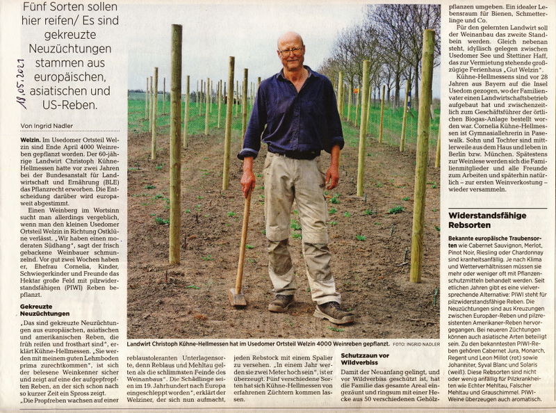 Datei:2021 Welzin Wein.jpg