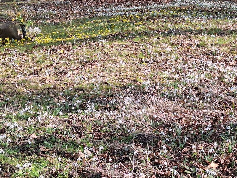 Datei:Eickelberg-Schneglöckchen.jpg