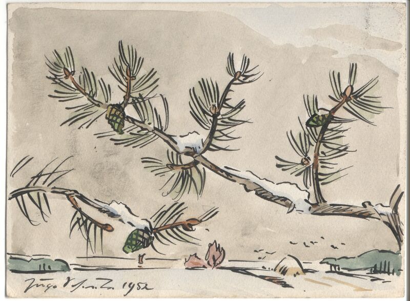 Datei:Scheele 1952 Schneekiefer.jpg